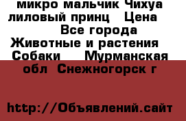 микро мальчик Чихуа лиловый принц › Цена ­ 90 - Все города Животные и растения » Собаки   . Мурманская обл.,Снежногорск г.